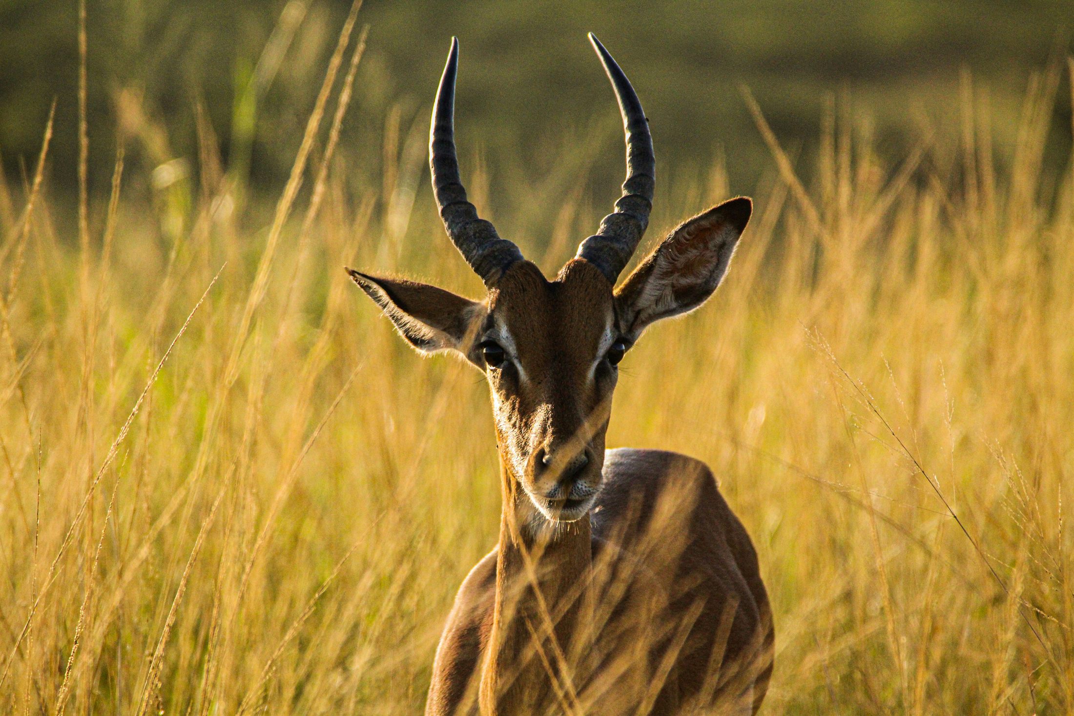 Antelope in golden bushveld grass