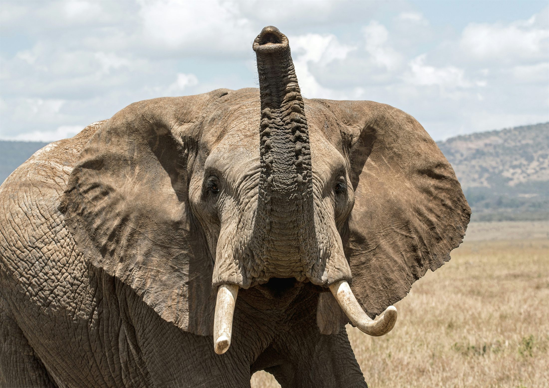 Elephant wildlife reference photograph