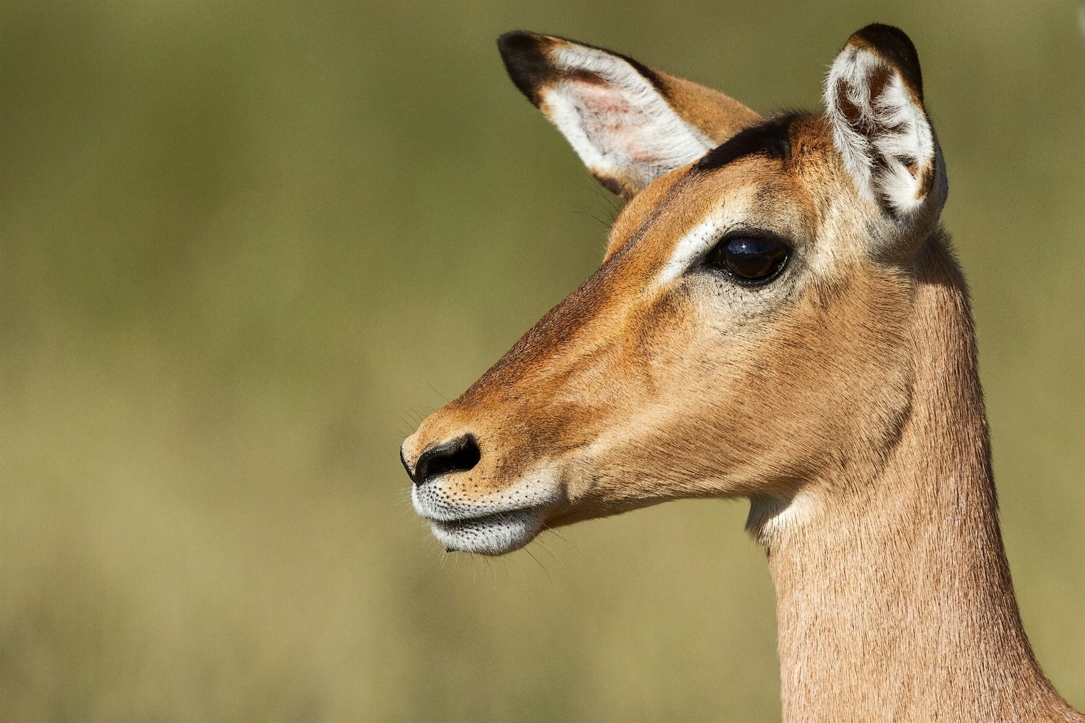 Impala portrait wildlife reference photograph