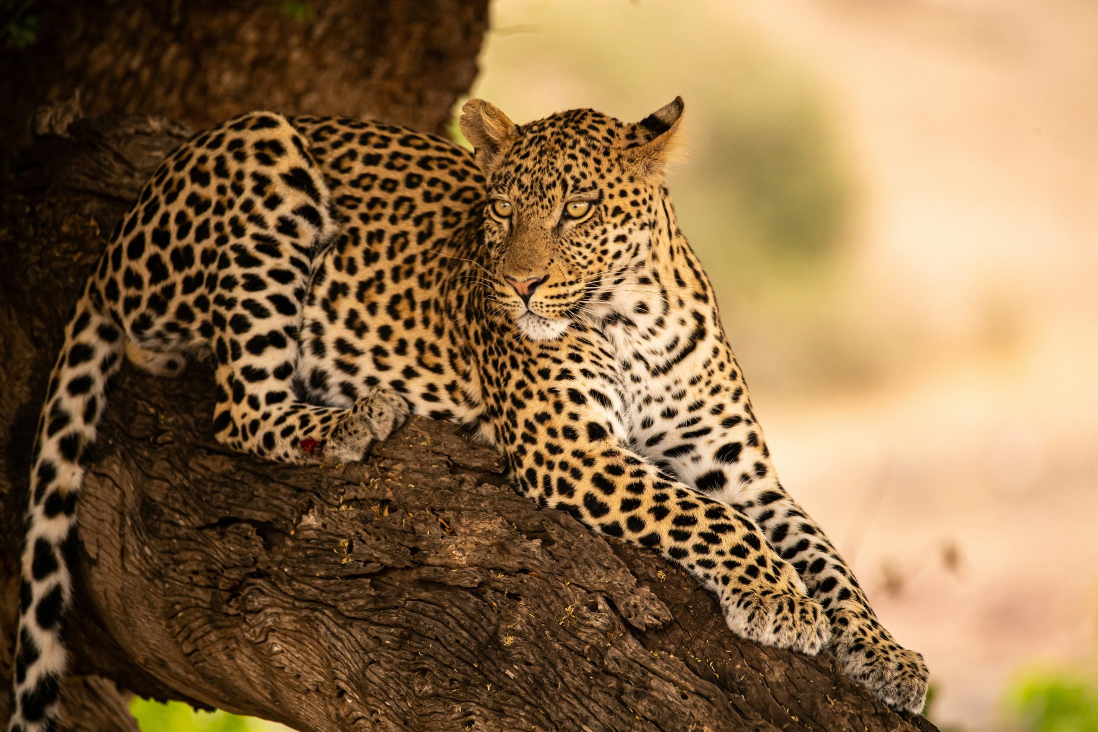 Leopard in a tree, wildlife reference photograph