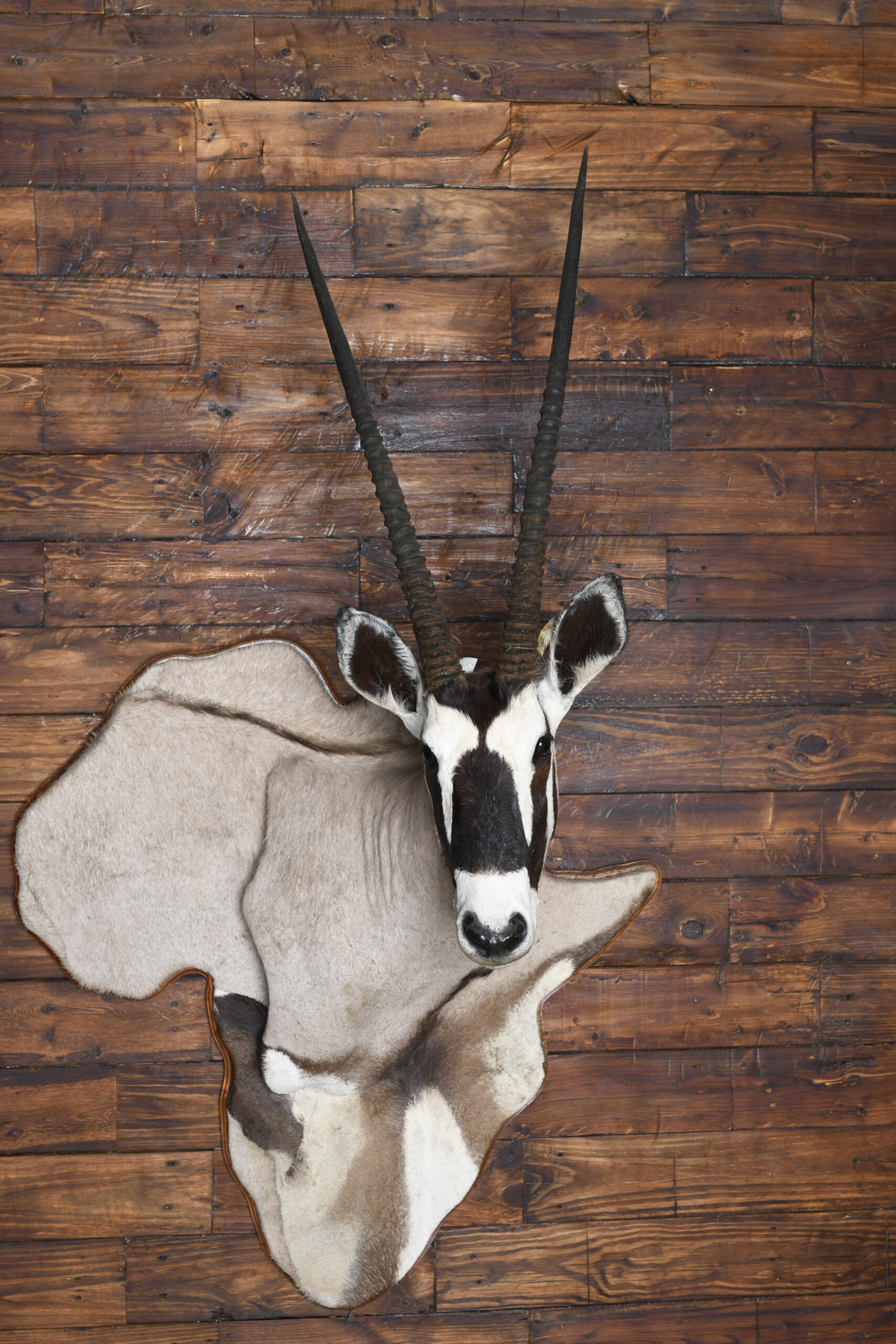 Oryx shoulder mount displayed on a timber wall