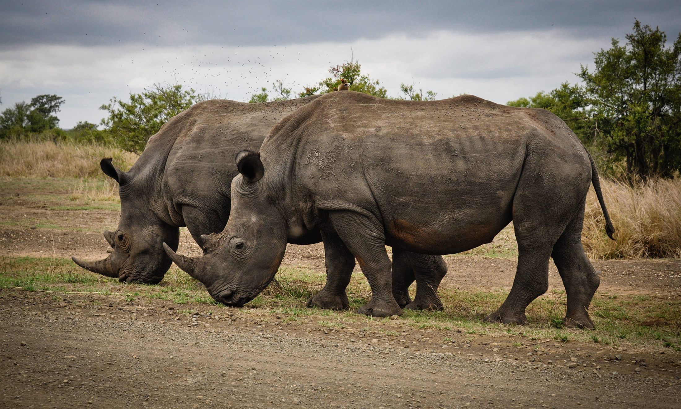 Wildlife reference photograph of a rhino in bushveld
