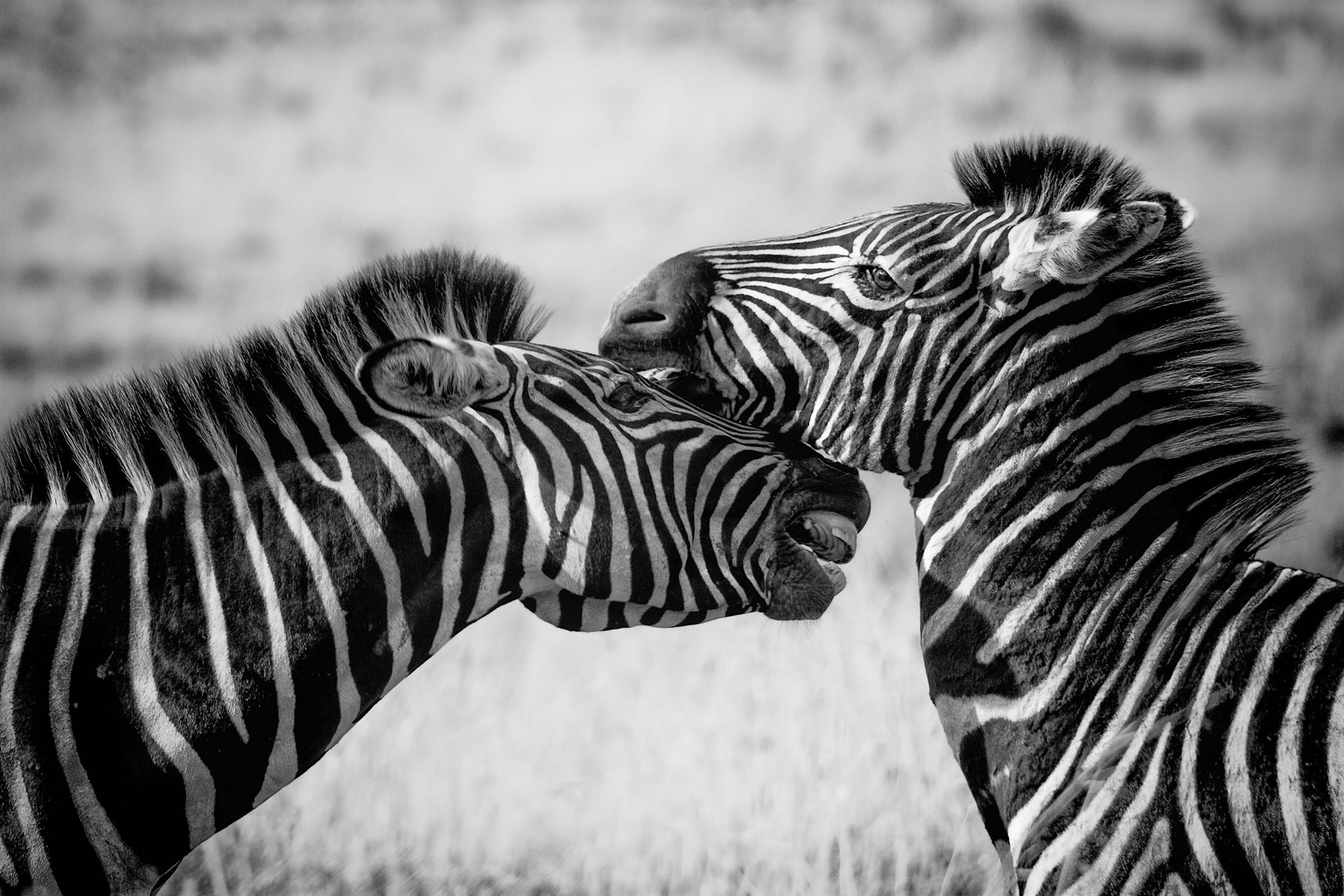 Monochrome zebra wildlife reference photograph